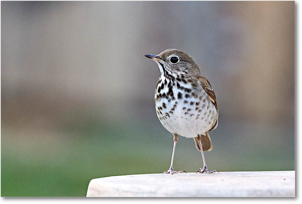 HermitThrush_Virginia_2016Mar_D5A2093 copy