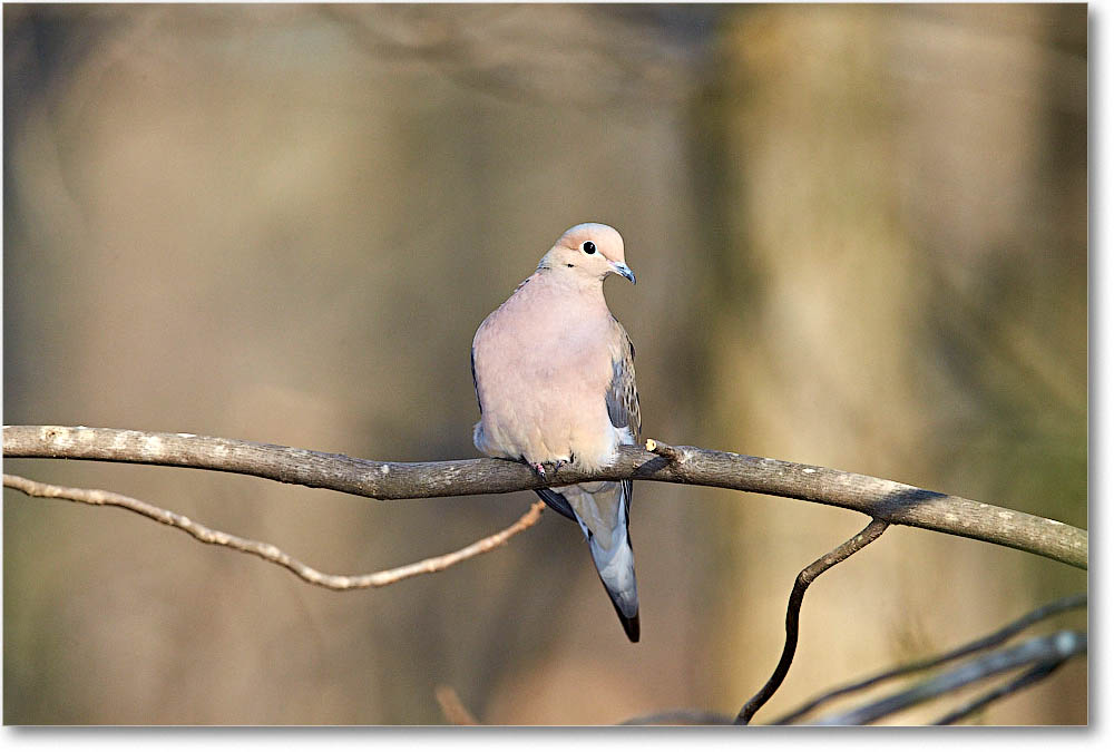 MourningDove_Virginia_2016Mar1DXA3209 copy
