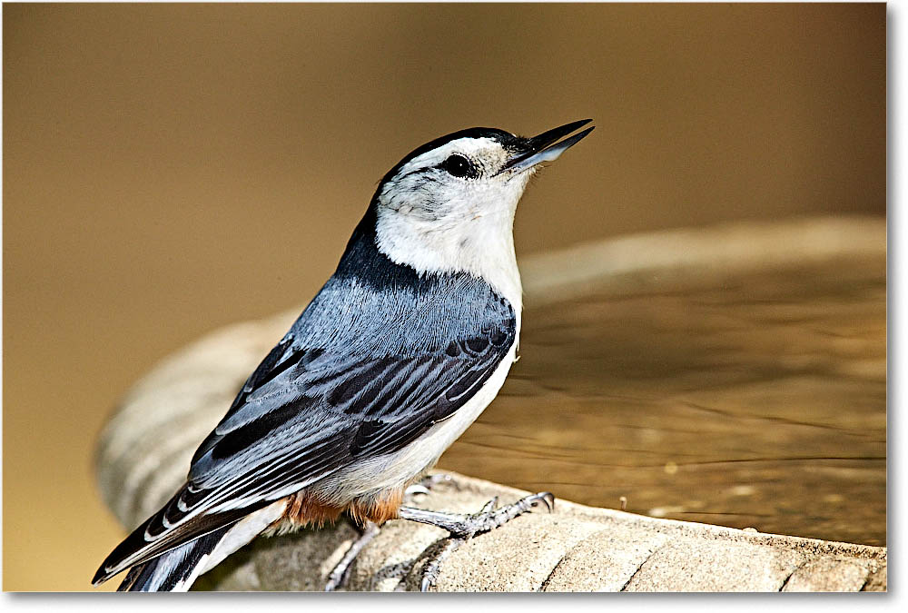 Nuthatch_Virginia_2016Apr1DXA3926 copy