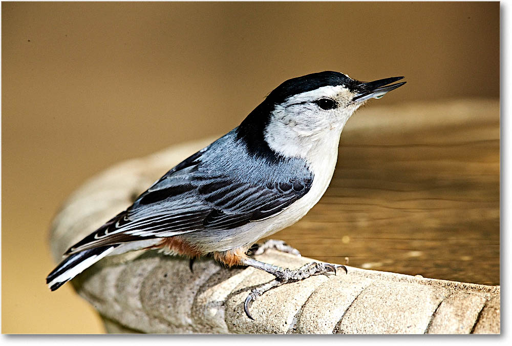 Nuthatch_Virginia_2016Apr1DXA3930 copy