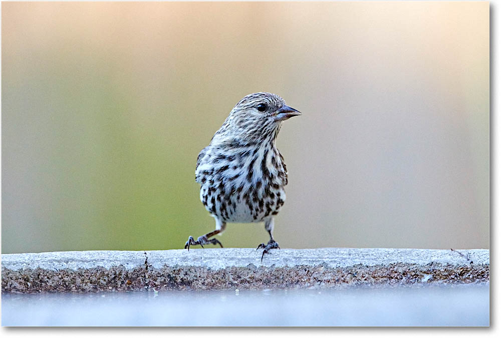 PineSiskin_Virginia_2016Apr2DXB2561 copy