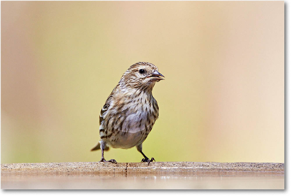 PineSiskin_Virginia_2016Apr2DXB2582 copy