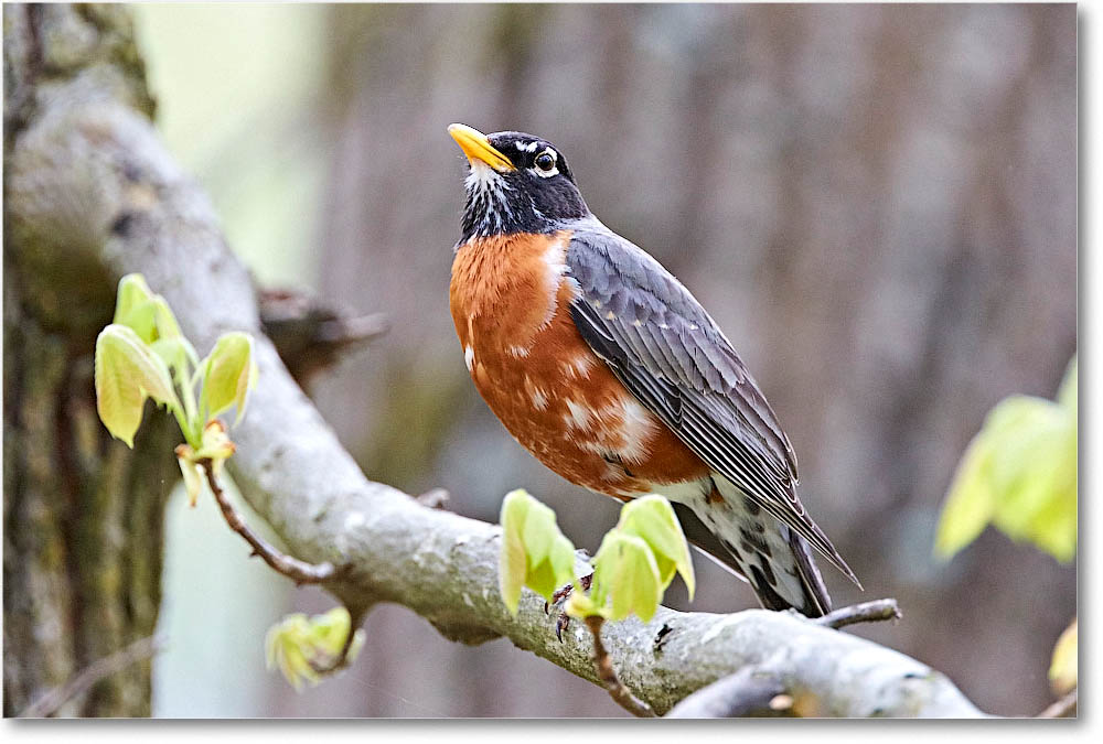 Robin_Virginia_2016Apr2DXB2695 copy