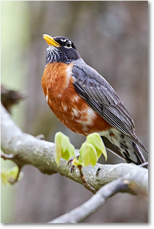 Robin_Virginia_2016Apr2DXB2730 copy