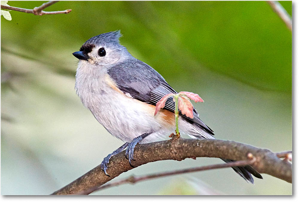 TuftedTitmouse_Virginia_2016Apr1DXA3819 copy