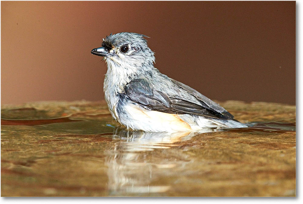 TuftedTitmouse_Virginia_2016Apr1DXA3856 copy