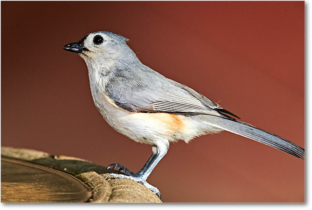 TuftedTitmouse_Virginia_2016Apr1DXA3967 copy