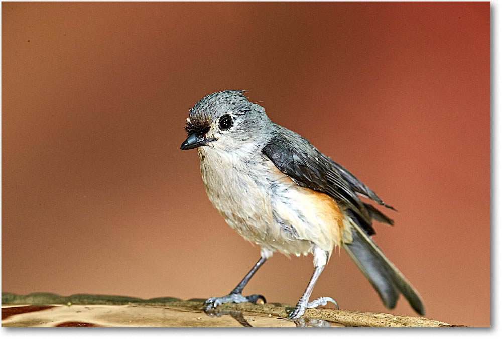 TuftedTitmouse_Virginia_2016Apr1DXA3986 copy
