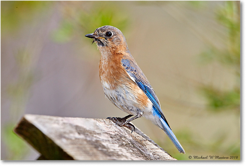 BluebirdFemale_Virginia_2018Apr_3DXA4884 copy