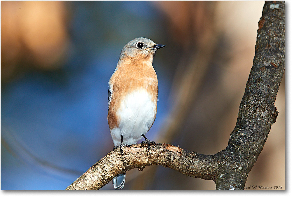 BluebirdFemale_Virginia_2018Jan_3DXA4005 copy