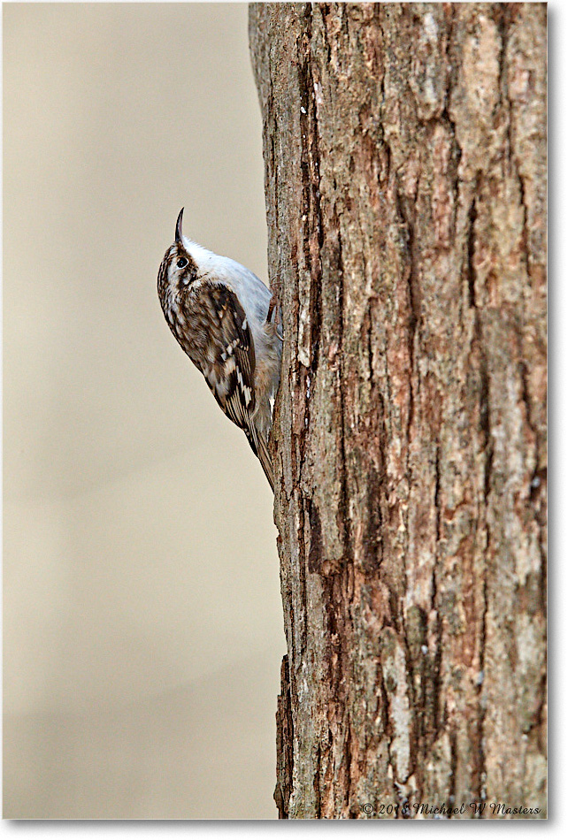 BrownCreeper_Virginia_2018Dec_3DXA2054 copy