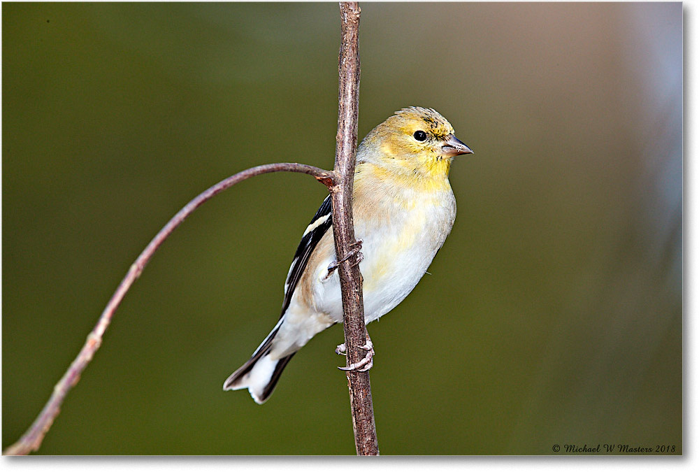 GoldFinch_Virginia_2018Jan_3DXA4043 copy