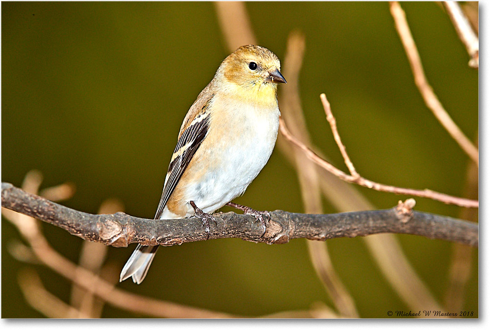 GoldFinch_Virginia_2018Jan_3DXA4051 copy