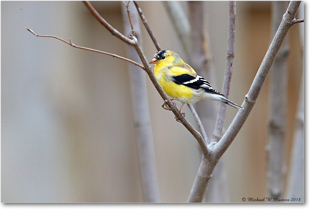 Goldfinch_Virginia_2018Apr_3DXA4627 copy