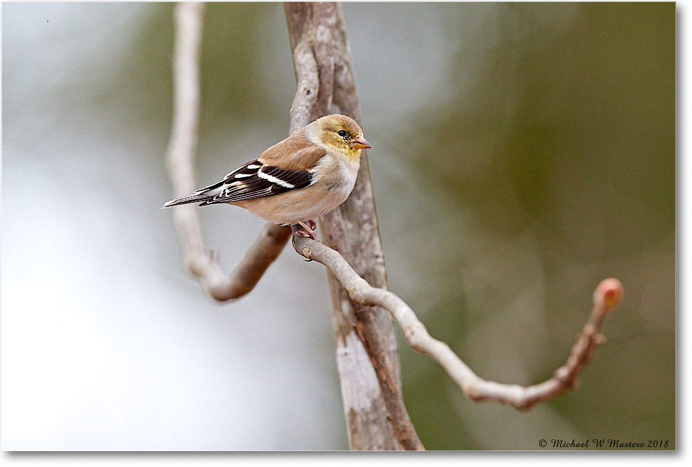 Goldfinch_Virginia_2018Apr_3DXA4676 copy