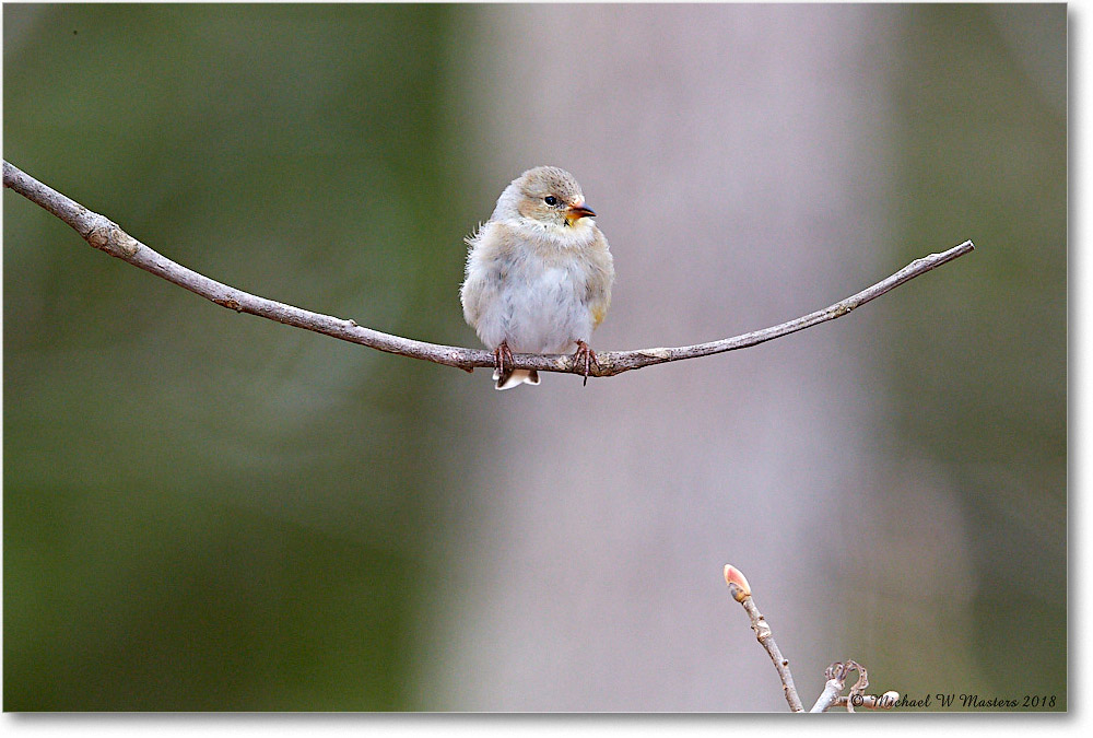 Goldfinch_Virginia_2018Apr_3DXA4698 copy