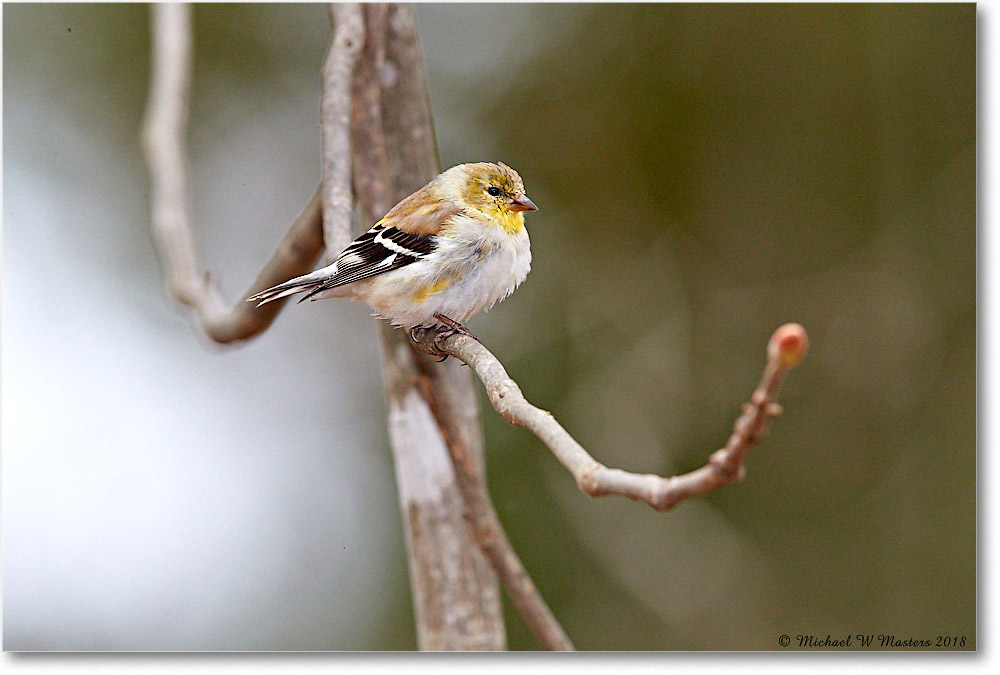 Goldfinch_Virginia_2018Apr_3DXA4716 copy