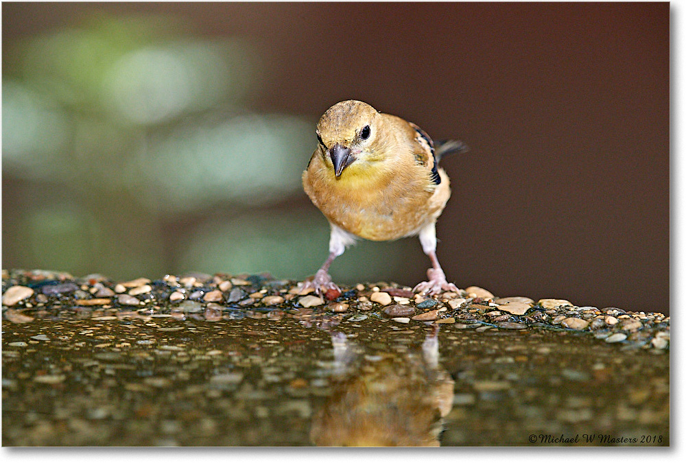Goldfinch_Virginia_2018Aug_3DXA1891 copy