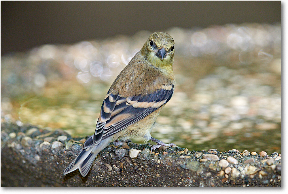 Goldfinch_Virginia_2018Aug_3DXA1903 copy