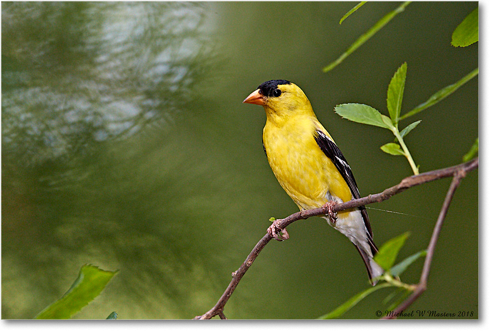 Goldfinch_Virginia_2018Jul_3DXA1656 copy