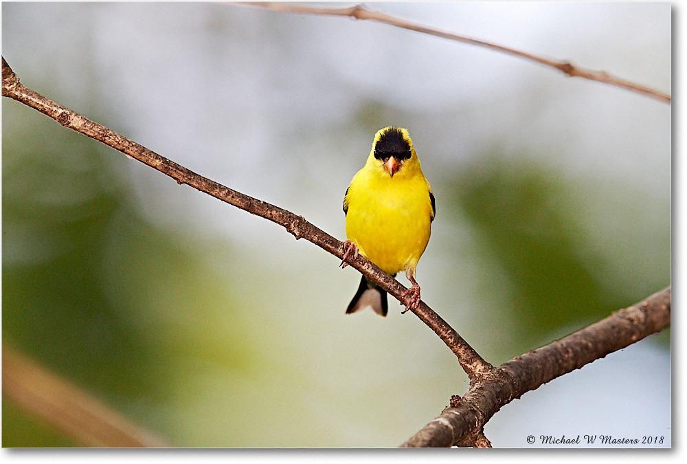 Goldfinch_Virginia_2018Jul_3DXA1686 copy