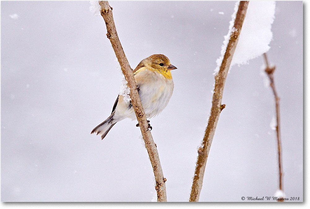 Goldfinch_Virginia_2018Mar_3DXA4519 copy
