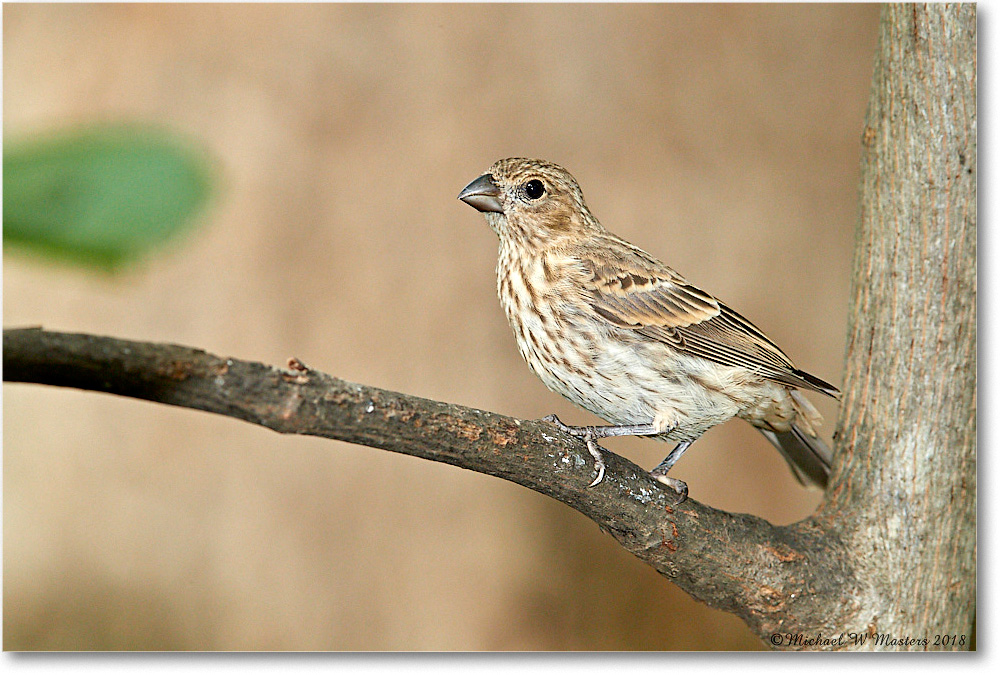 HouseFinch_Virginia_2018Aug_3DXA1824 copy