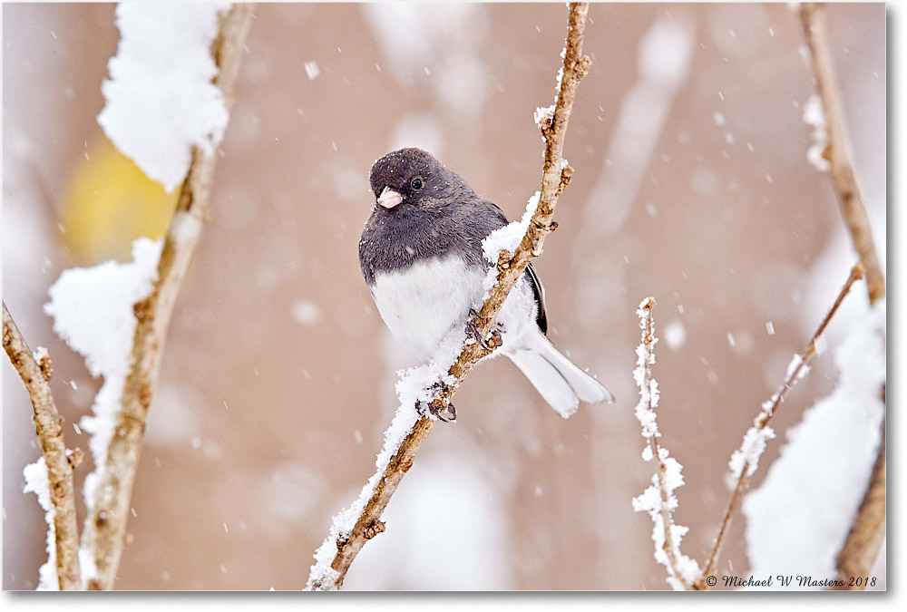 Junco_Virginia_2018Mar_3DXA4498 copy