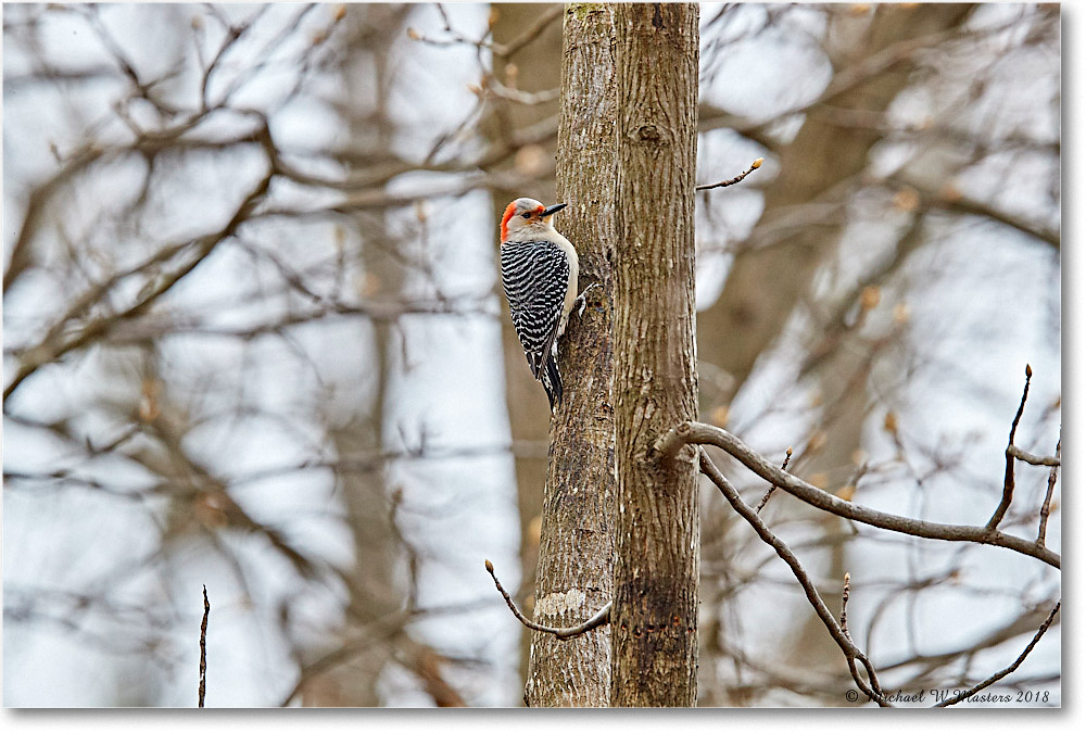 RedBellyWoodpecker_Virginia_2018Apr_3DXA4669 copy
