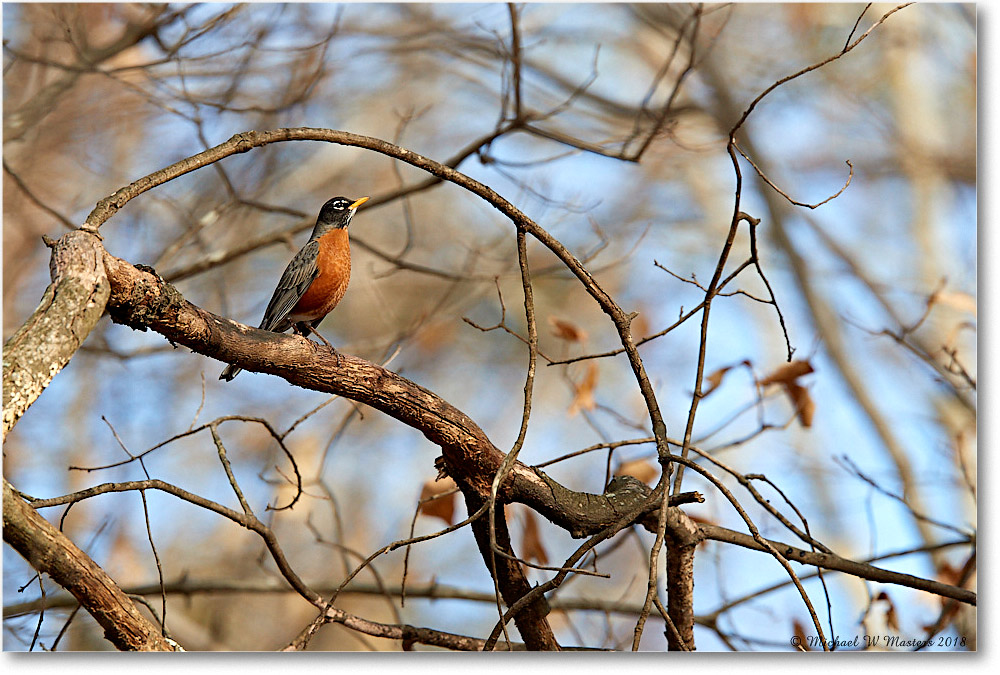 Robin_Virginia_2018Jan_3DXA4072 copy