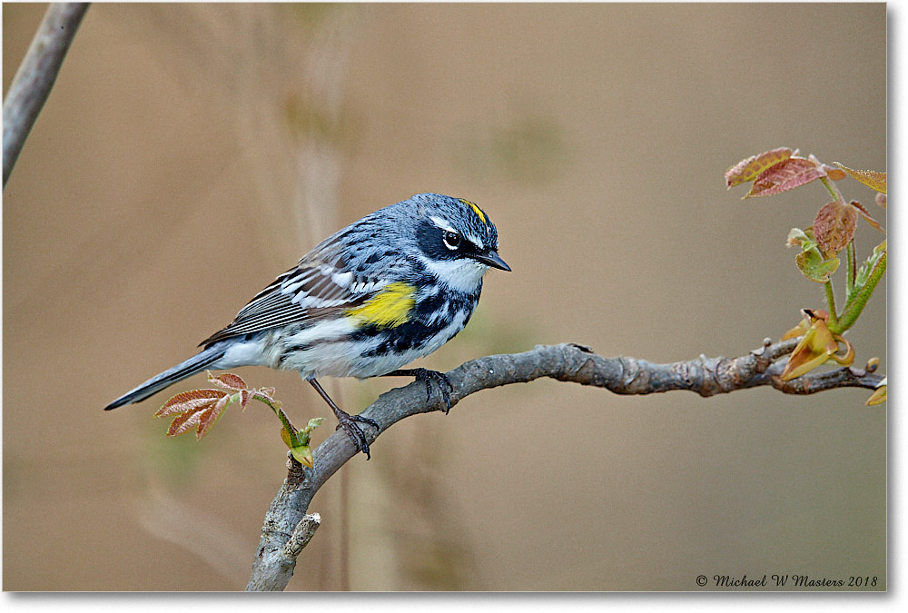 YellowRumpWarbler_Virginia_2018Apr_3DXA4862 copy