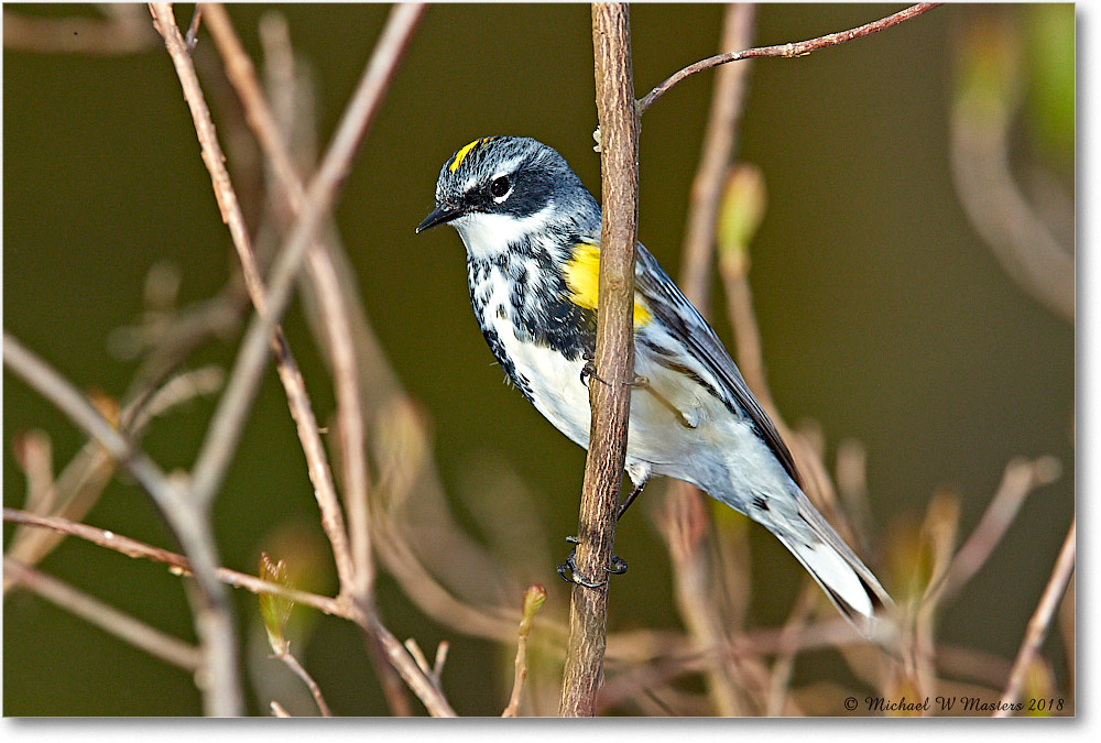 YellowRumpWarbler_Virginia_2018Apr_3DXA4863 copy