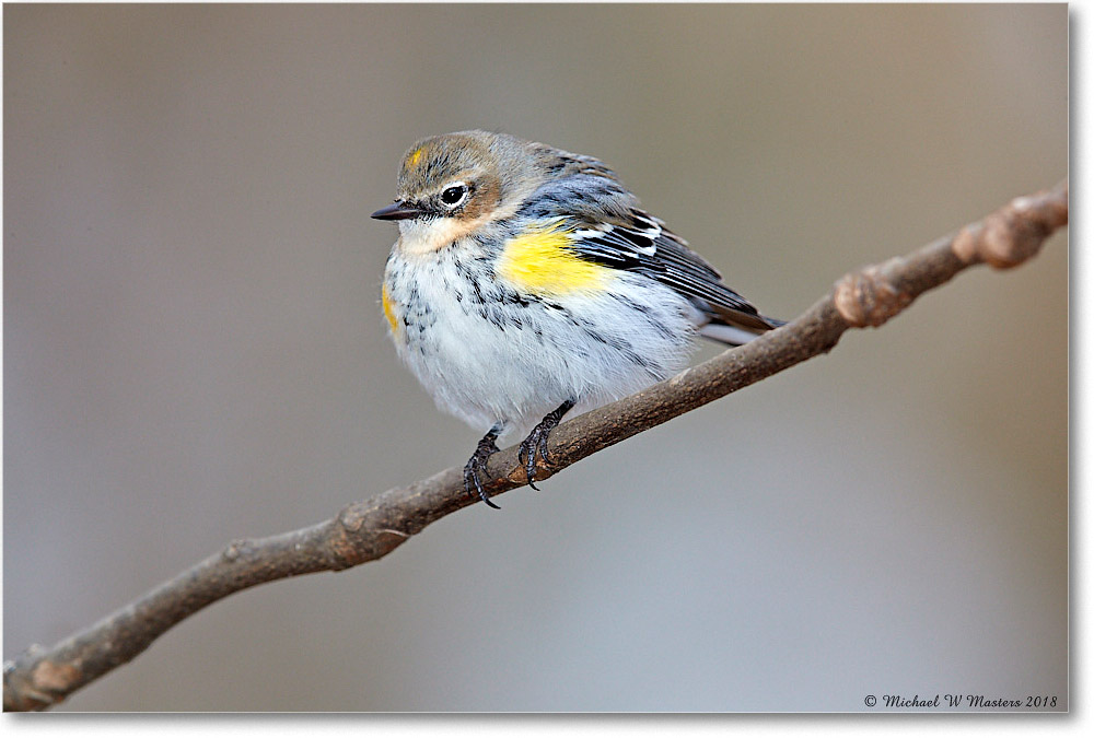 YellowRumpWarbler_Virginia_2018Mar_3DXA4246 copy