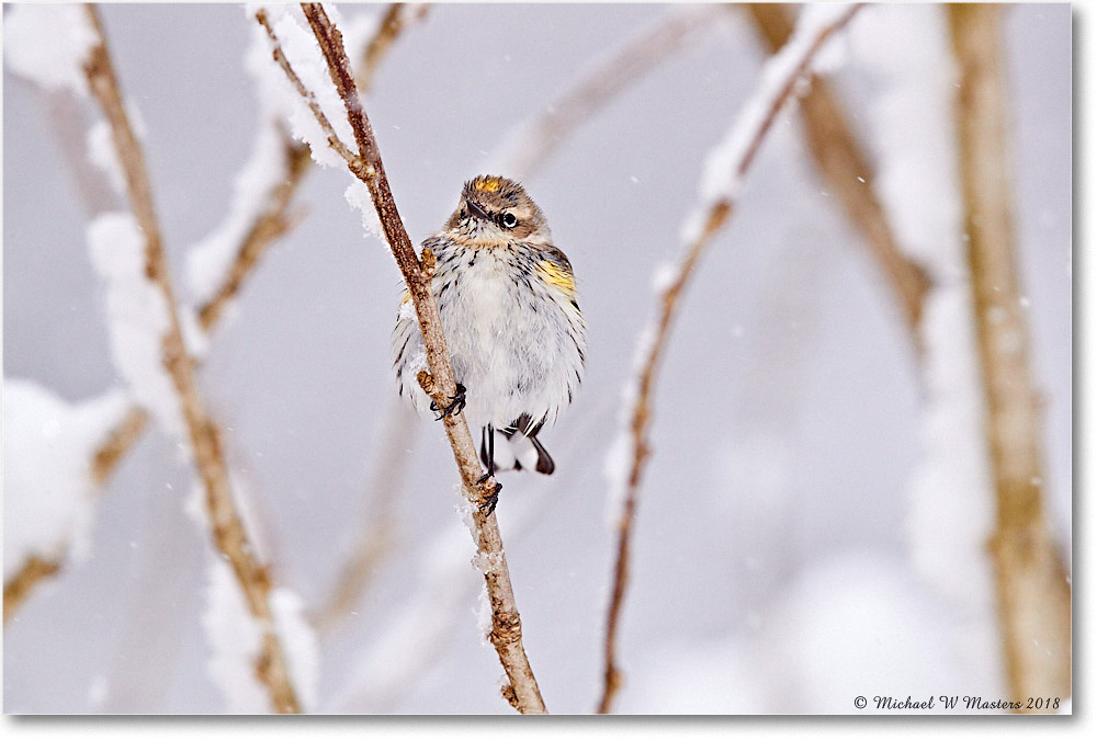 YellowRumpWarbler_Virginia_2018Mar_3DXA4502 copy