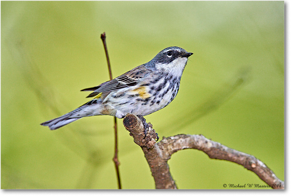 YellowRumpWarbler_Virginia_2018May_3DXA4997 copy