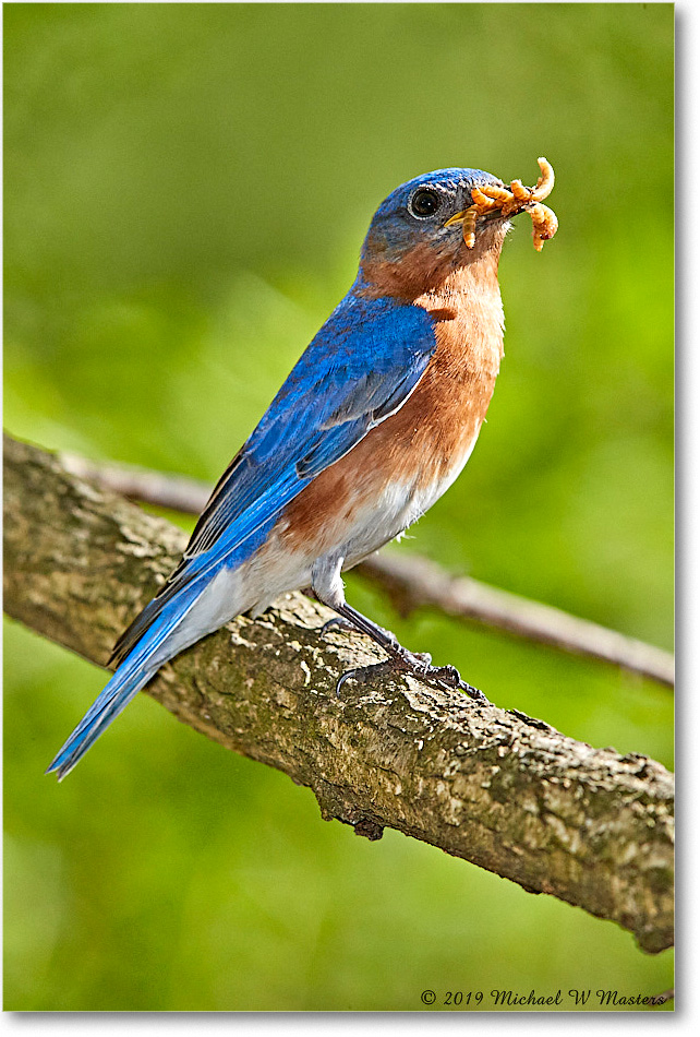 Bluebird_Virginia_2019Apr_3DXA2512 copy