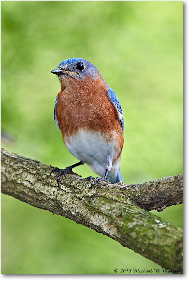 Bluebird_Virginia_2019Apr_3DXA2519 copy