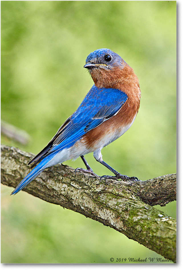 Bluebird_Virginia_2019Apr_3DXA2523 copy