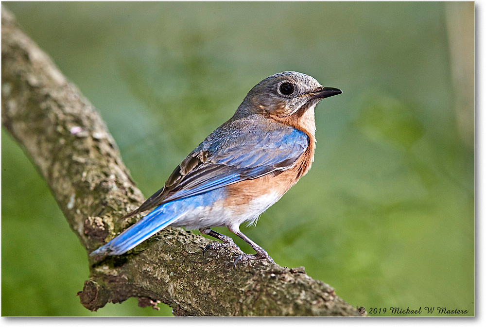 Bluebird_Virginia_2019Apr_3DXA2529 copy