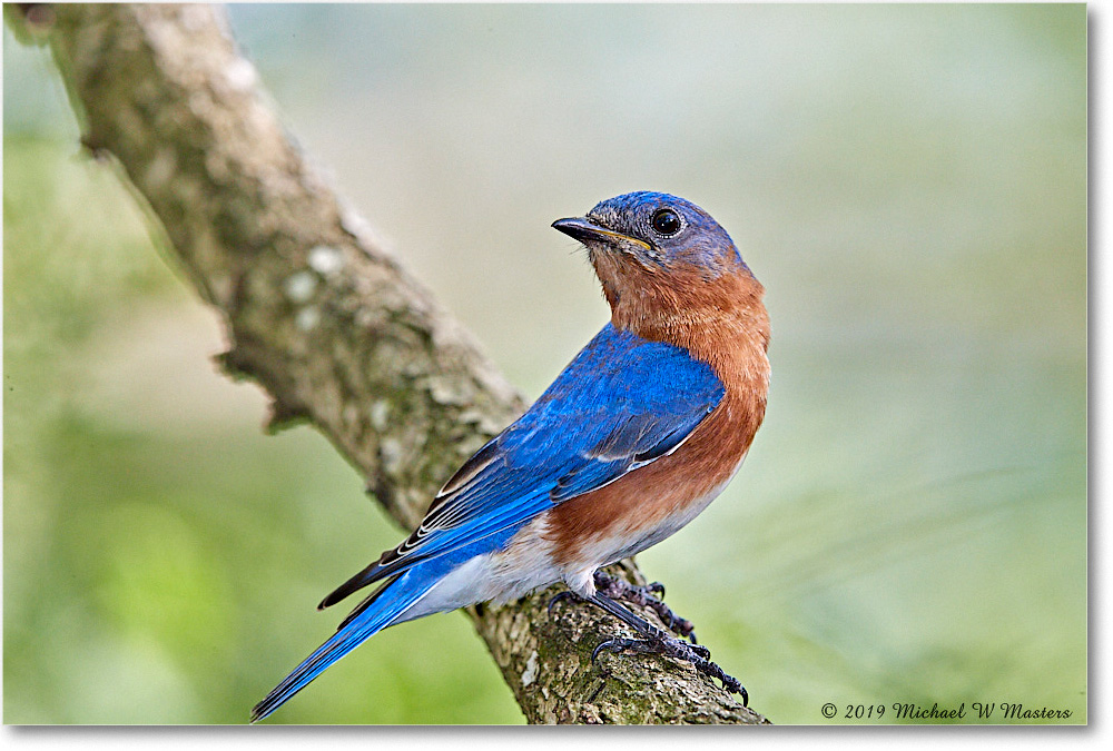 Bluebird_Virginia_2019Apr_3DXA2541 copy