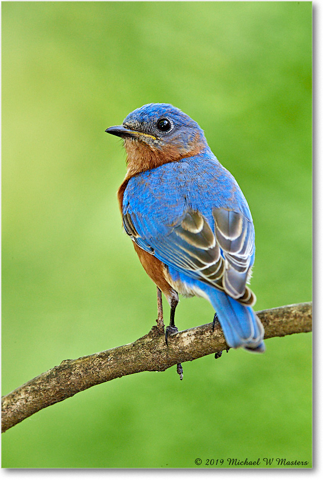 Bluebird_Virginia_2019Apr_3DXA2563 copy