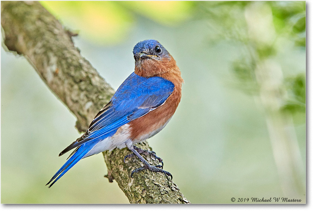 Bluebird_Virginia_2019Apr_3DXA2633 copy
