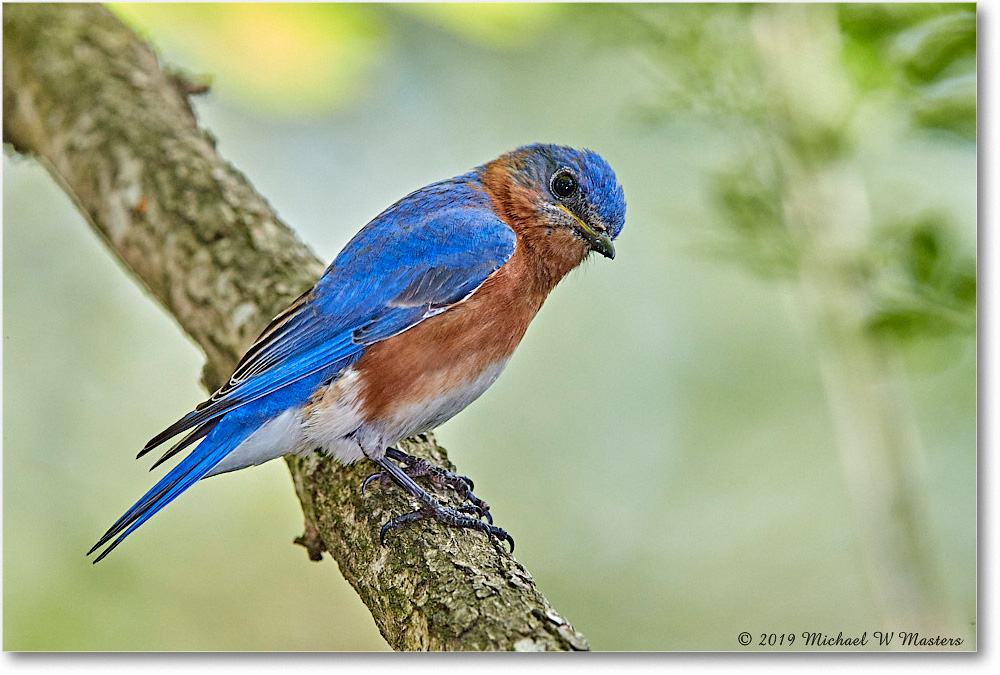 Bluebird_Virginia_2019Apr_3DXA2637 copy