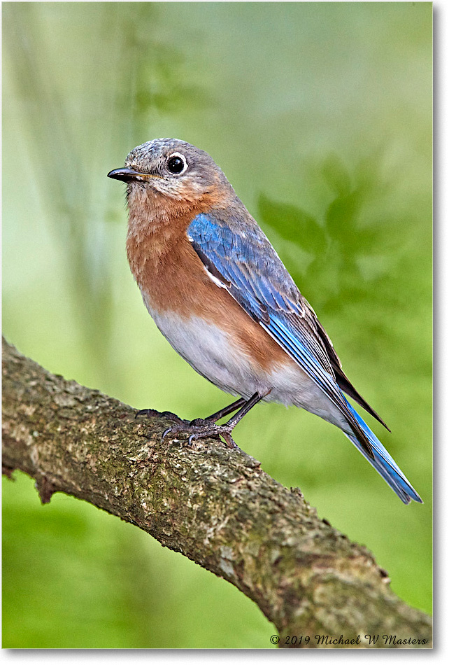 Bluebird_Virginia_2019Apr_3DXA2656 copy
