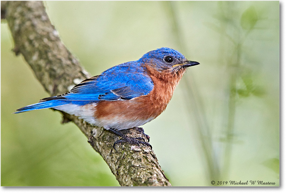 Bluebird_Virginia_2019Apr_3DXA2666 copy
