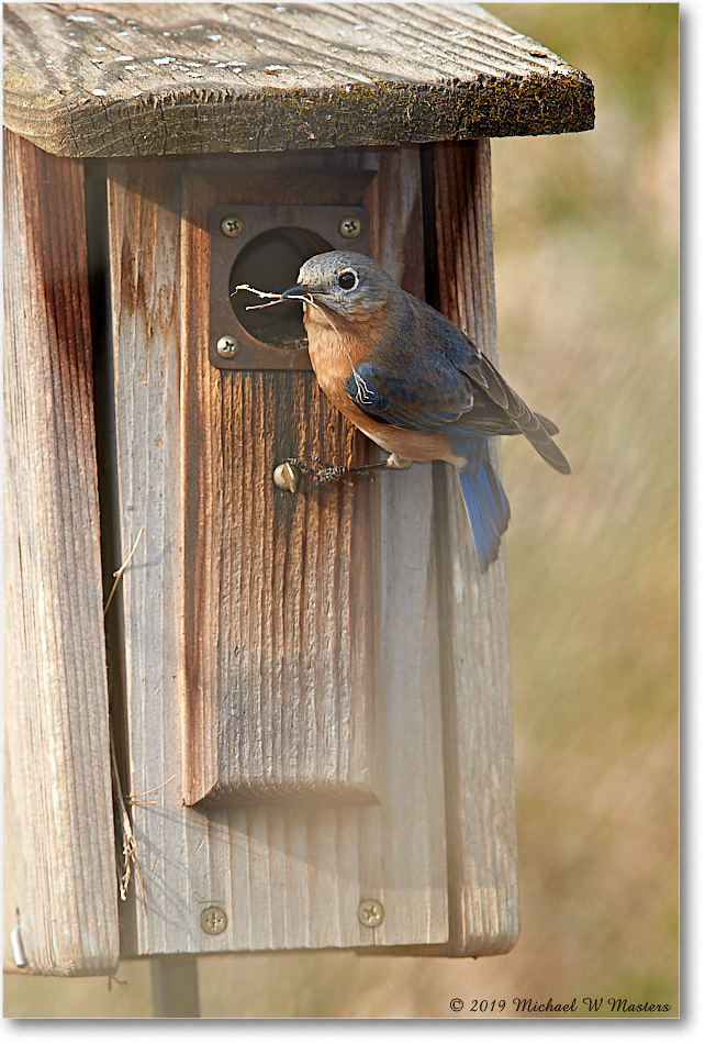 Bluebird_Virginia_2019Mar_3DXA2188 copy
