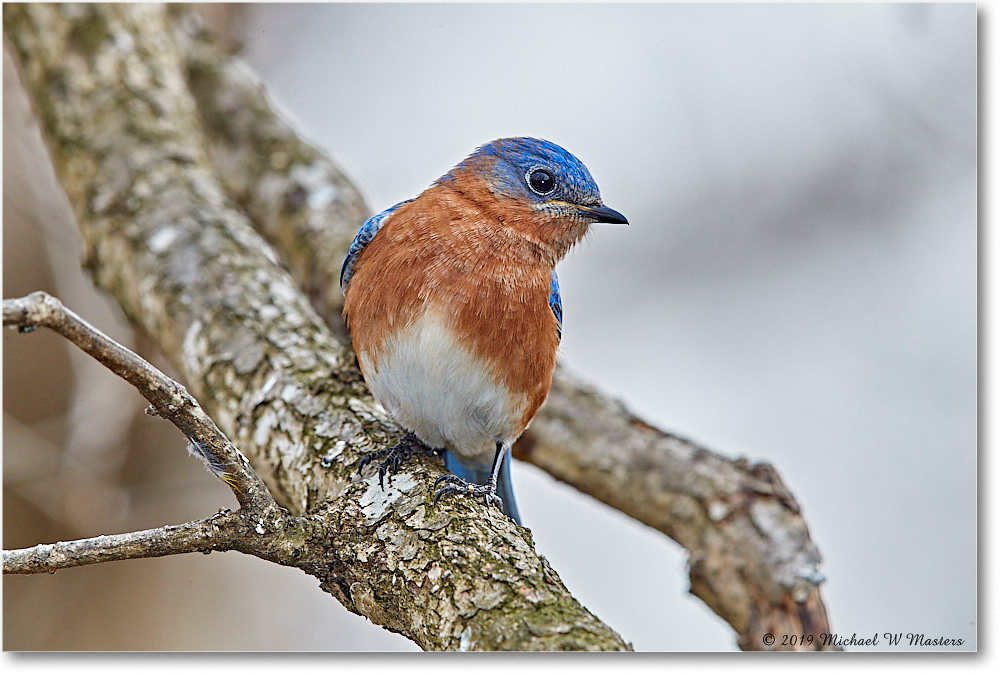 Bluebird_Virginia_2019Mar_3DXA2194 copy