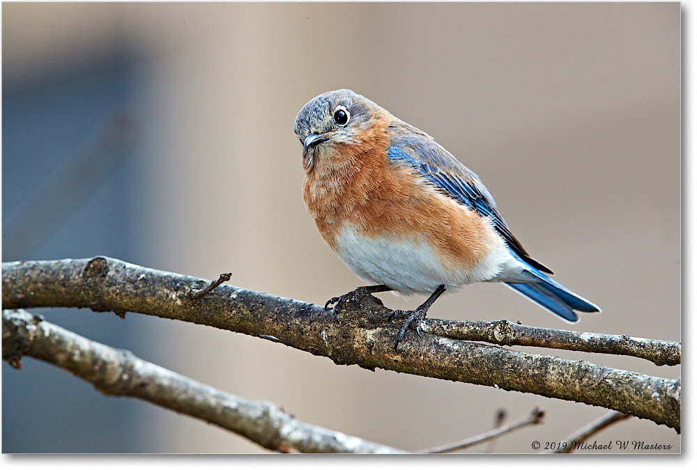 Bluebird_Virginia_2019Mar_3DXA2204 copy