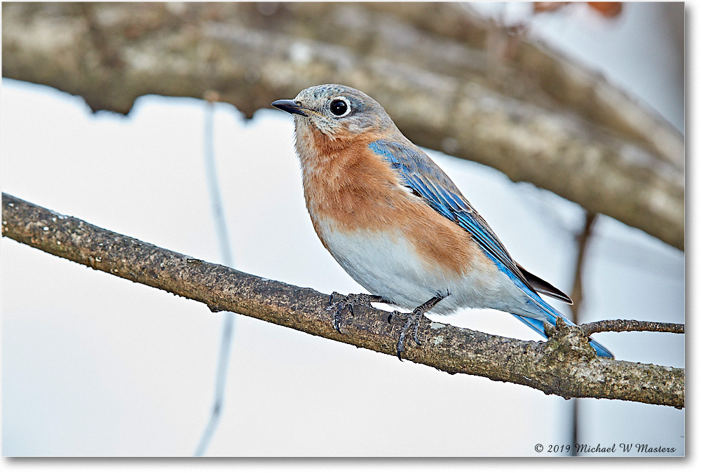 Bluebird_Virginia_2019Mar_3DXA2275 copy