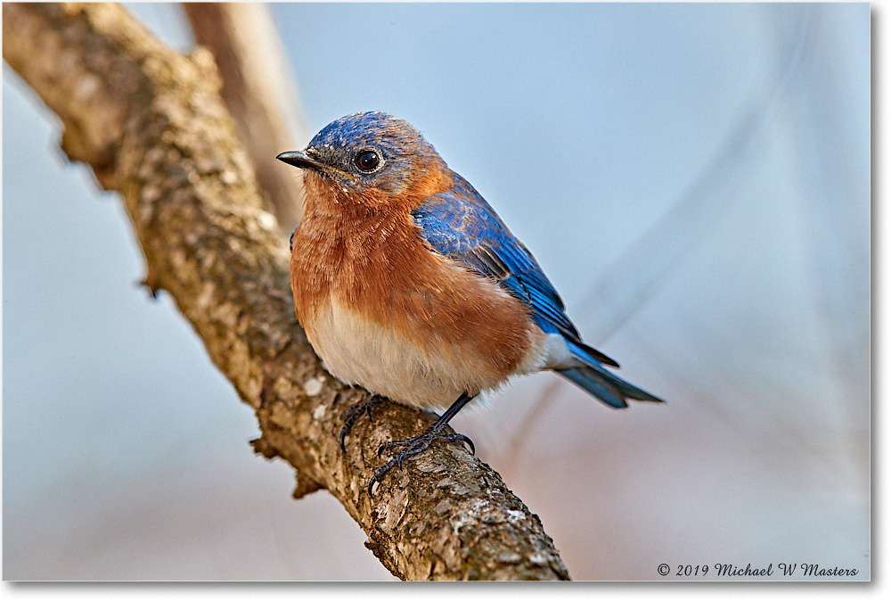 Bluebird_Virginia_2019Mar_3DXA2353 copy